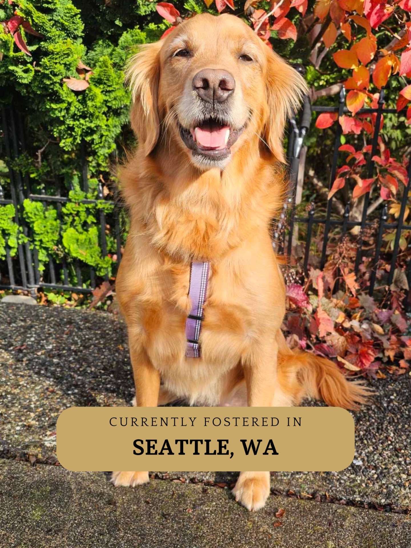 Orca - Application Limit Exceeded 